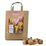 Colorido juego de 50 bulbos de tulipán en empaque de regalo - bombachos de primavera, tubérculos resistentes