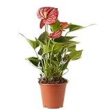 Planta Anthurium rojo natural en maceta de Ø12cm (altura 35-40cm) Verdecora