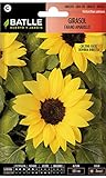 Semillas de Flores - Girasol enano amarillo - Batlle