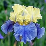 Iris Bombillas Patio Corms colorido rizoma hermoso encanto fragante impresionante, amarillo y azul, 3 focos iris