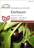 SAFLAX - Berenjena - 20 semillas - Solanum melonga