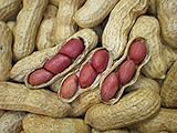 Rojo de Tennessee Valencia de la herencia de maní Semillas 10-15 cacahuetes ~ polinización abierta