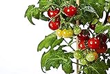 50 piezas de semillas de tomate cherry enano heirloom tomate rojo fruta fresca hortalizas semillas de jardín para plantar