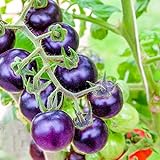 Granos végétales20Pcs/Sac Granos de tomates Diy Jugosa Púrpura Cherry Tomato Vegetable Seeds para El Hogar - Semillas de Tomate Púrpura