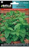 Semillas Aromáticas - Menta Spicata (Hierbabuena) - Batlle