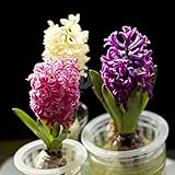 Elitely Seed Garden DIY 30 suministros de jardín jacinto flores Mini semillas de agua Ing, (no semillas)