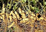 RWS 100 semillas Arachis hypogaea, semilla de cacahuete keimfÃ¤hige, semillas de maní germinando probados