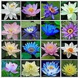 40pcs / set Lotus Flower Semillas de Lotus Planta acuática Hermosa Lotus Water Lily Seed