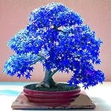 SVI 20 árboles de color púrpura y azul, árbol de arce japonés (Acer palatum), semillas de flores de Bonsai, semillas de árbol, planta en maceta para casa y jardín