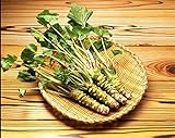 200 PC Wasabi Semillas, Semillas de rábano picante japonés Vegetable Seeds Bonsai Plant bricolaje plantas del jardín